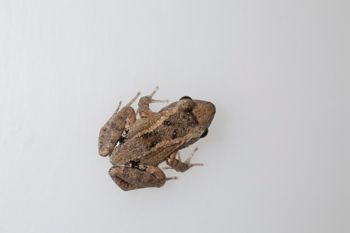 Media type: image;   Herpetology A-148550